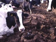 圖1：病牛精神沈鬱，流泡沫樣口涎。