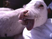 圖2：仔牛鼻腔前緣及舌前端皆有潰爛病灶。