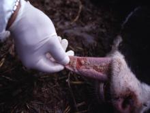 圖3：仔羊舌面可見糜爛至潰瘍灶。