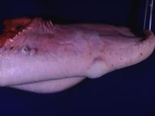 圖5：仔牛舌面側緣有一約2.5公分大未破裂水泡，舌背側緣有2個約0.5公分大，一個已破裂及一個未破裂之小水泡。