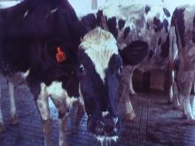 圖1：發病乳牛臨床上呈大量流涎及泌乳量遽降等症狀。