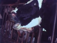 圖2：發病乳牛臨床上呈空嚼及嘔出反芻物等症狀。