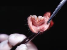 圖1：仔羊口腔黏膜面可見淺層糜爛潰瘍灶。