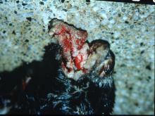 圖1：病羊之唇部可見多發增生性腫塊病變，並伴隨有膿瘍灶及痂皮形成。