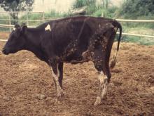 圖1：牛外觀削瘦，精神沈鬱。