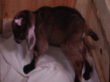 圖1：發病小羊精神沉鬱、拱背。