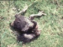 圖1：病雞呈現共濟失調或無法站立。