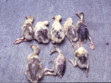 圖1：罹患小鵝斜頭歪頸及背毛脫落。