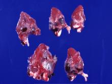 圖2：心囊有一層白色偽膜覆蓋，心臟擴張及心尖鈍圓。 