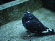 圖1：病鴿臨床呈現沈鬱症狀。