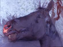 圖1：鼻部浮腫、左側眼瞼腫脹、鼻腔潮紅，流出暗褐色血水。