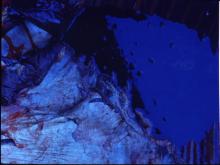 圖2：血液不凝固，呈暗黑色。