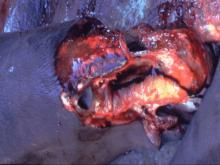 圖3：鼻腔及皮下組織嚴重出血、水腫，可見大量黃褐色膠狀物蓄積。