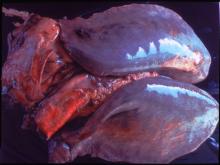 圖5：兩側肺葉濕重潮紅，切面含大量未凝固血液呈暗黑色，膈葉肋膜面有白色纖維素物附著。