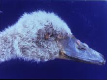 圖1：天鵝眼周圍、嘴及鼻部有痘樣病灶。