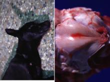 圖1A：病犬外觀可見流涎及大量眼屎。 1B：頂骨表面中央有小區域出血灶。