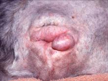 圖1：肛門右側之懸垂腫塊，外觀粉紅色且無毛髮覆蓋。