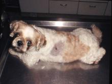 圖1：患犬為一隻5歲，體重4.7公斤雌性西施犬，左側背部皮膚有一凸起小團塊。