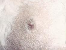 圖2：左側背部、皮膚小團塊突起呈圓形稍黑單一團塊，沒有搔癢症狀，毛髮較少。 