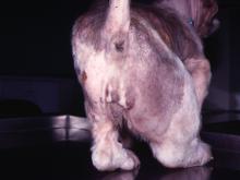 圖1：患犬右後肢腫大約為左後肢3倍。