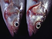 圖1：鰓蓋及嘴部呈潮紅充血。