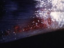 圖1：體表尾部有充出血及灰白色膿樣病灶。