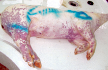 圖1：豬隻四肢、尾根、耳翼及前腹側皮膚有 散發之紅紫色出血斑