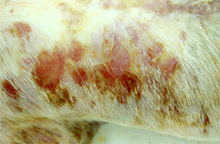 圖2：皮膚被覆一層痂皮及油膩樣滲出物