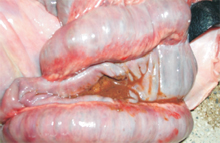圖1：病豬大腸病變，可見大腸內容呈紅棕色 液體狀。