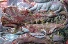 圖2：病豬大腸病變，大腸黏膜面可見壞死性 偽膜。