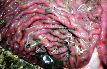 圖2：大腸黏膜面可見多量鞭蟲蟲體及墨綠色 下痢便