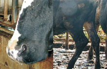 圖1：病牛臨床呈現高熱、流涎、流鼻汁(圖 A)、跛足(圖B)等症狀。