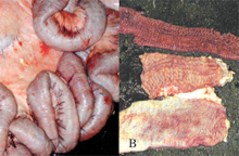 圖2：小腸後段漿膜面水腫，血管怒張，腸繫 膜淋巴結腫大（圖A）。腸管腫大處剖開 後，可見黏膜壁增厚形成許多皺褶，如 同洗衣板樣結構（圖B）。