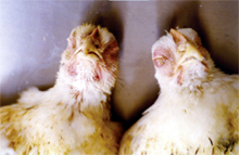 圖1：病雞眼瞼周圍及眼窩下竇明顯腫脹以致 眼睛閉塞。