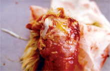 圖2：頭骨及頸皮下有黃色膠樣或乾酪物浸 潤。
