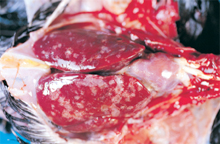 圖2：病雞肝臟呈現多發菊花狀壞死潰瘍病 灶。