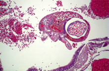 圖2：蟲體寄生於氣管中，體腔內可見有吞食 紅血球的情形。
