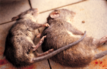 圖1：臺灣田鼠，約8月齡，混合感染廣東住血 線蟲及肝毛細線蟲，臨床有下痢及流鼻 血。