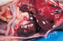 圖2：臺灣田鼠，約8月齡；肺臟有多發灰白色 質硬病變，呈紅色肝硬變化期；肺實質 水腫；肝表面散佈有多發局部灰黃色索 狀壞死斑點。