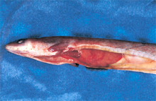 圖2：肝臟可見大潰瘍灶。