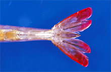 圖2：白蝦感染TSV急性期發病蝦隻，尾扇顏色 明顯變紅。