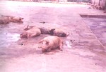 圖1：發病豬場之肉豬嚴重脫蹄起立不能，大量落蹄散佈於地面 ( 箭頭 )。