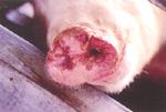 圖2：母豬鼻鏡部水泡破裂可見新鮮痂皮及糜爛、破潰脫落之表皮組織。