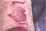 圖3：哺乳仔豬心囊液增加，可見白色虎斑狀條紋。( 箭頭 ) 肺不塌陷。